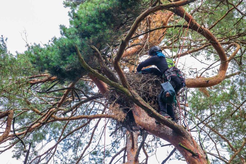 Arborysta pracujący wysoko w koronie sosny