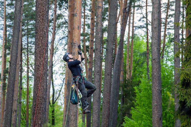 Arborysta na linie w lesie sosnowym
