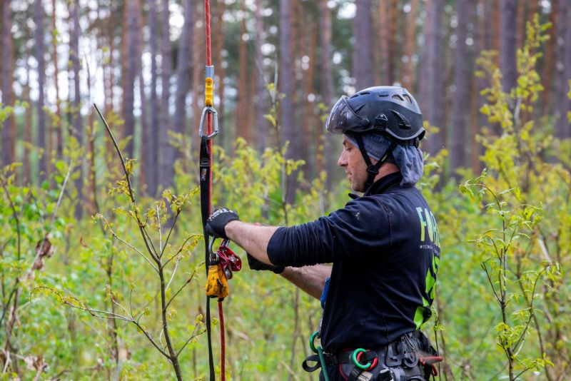 Sprzęt linowy i arborysta w zielonym lesie